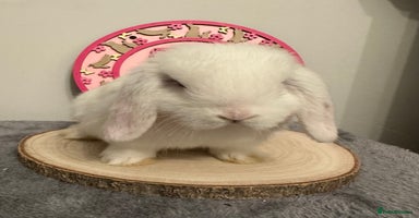 Mini Lop rabbits - Advert 9