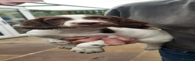 English Springer Spaniel 3