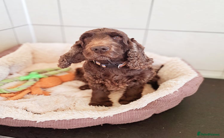 Cocker Spaniel dogs - Advert 13