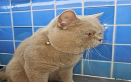 British Shorthair cats for stud: Lilac Stud GCCF Active - Image 14