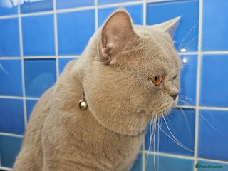 British Shorthair cats Lilac Stud GCCF Active - Advert 4