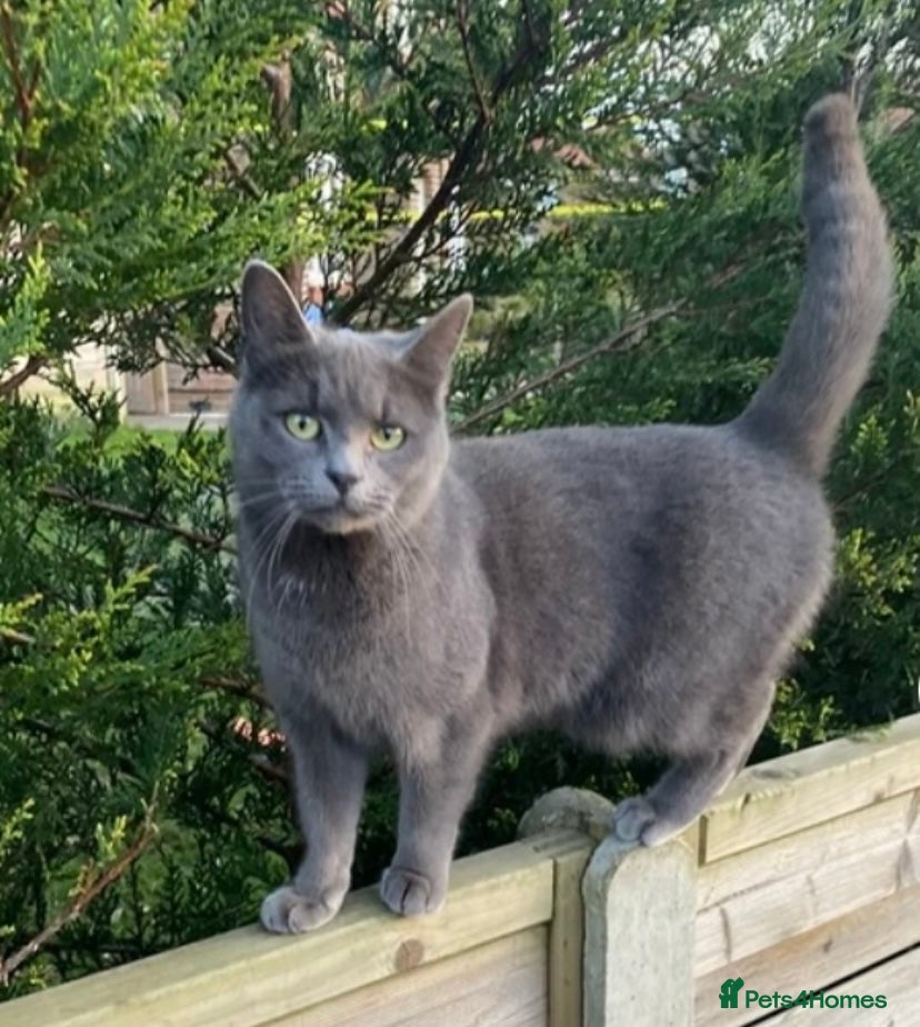 Mixed Breed cats for sale: X2 female 1/2 Russian blue kittens ready🏠’s - Advert 1