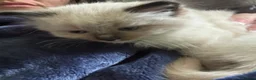 Ragdoll cats for sale: Ragdoll x Domestic Tortoiseshell Shorthair Kittens - Advert 17