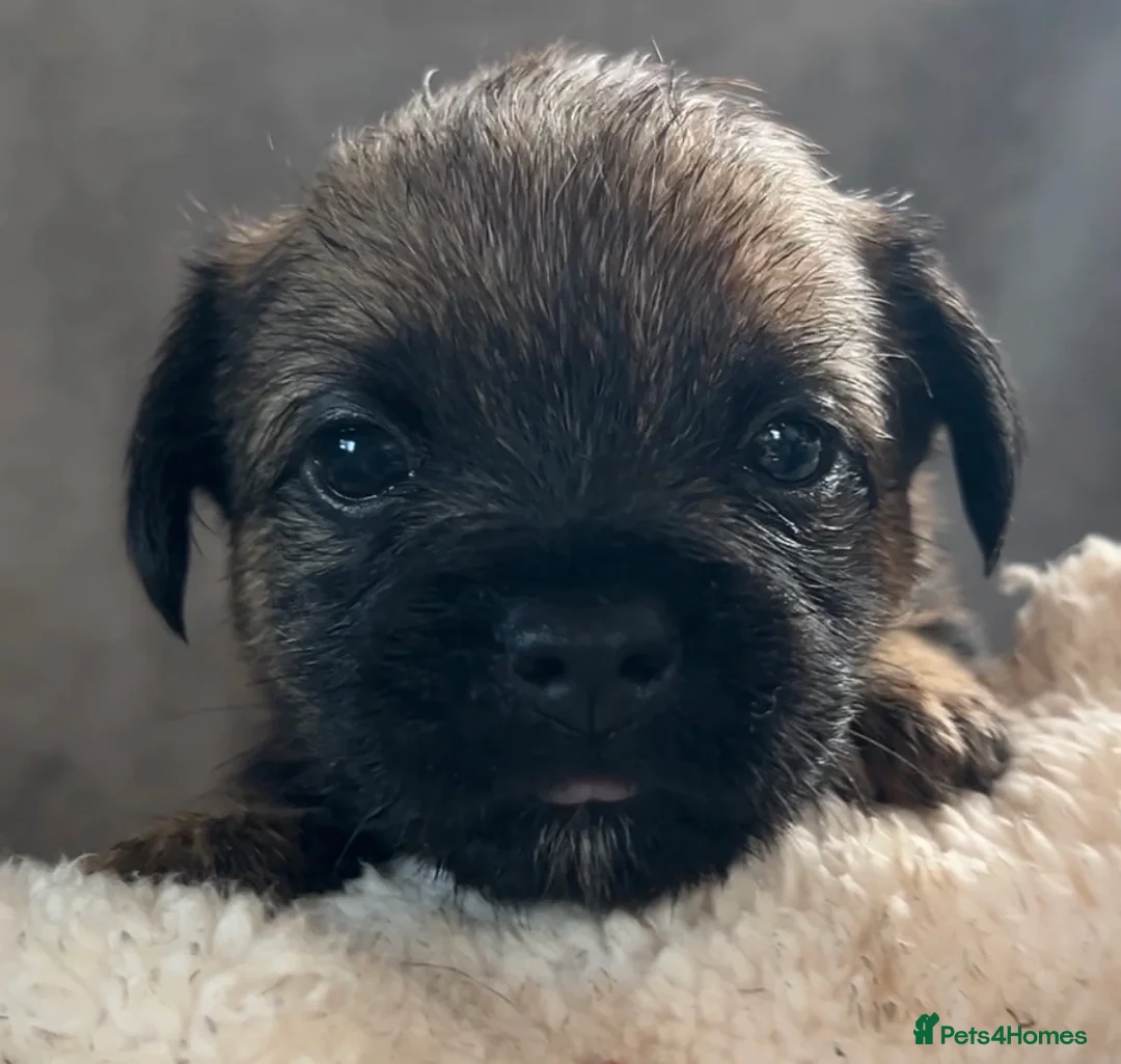 Border Terrier dogs for sale: SLEM Clear - 1M & 1F Border terrier pups - Advert 3