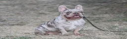 French Bulldog dogs for stud: Isabella & tan merle - Advert 7