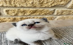 British Shorthair cats for sale: PEDIGREE BRITISH SHORTHAIR KITTENS COLOURPOINT - Image 14