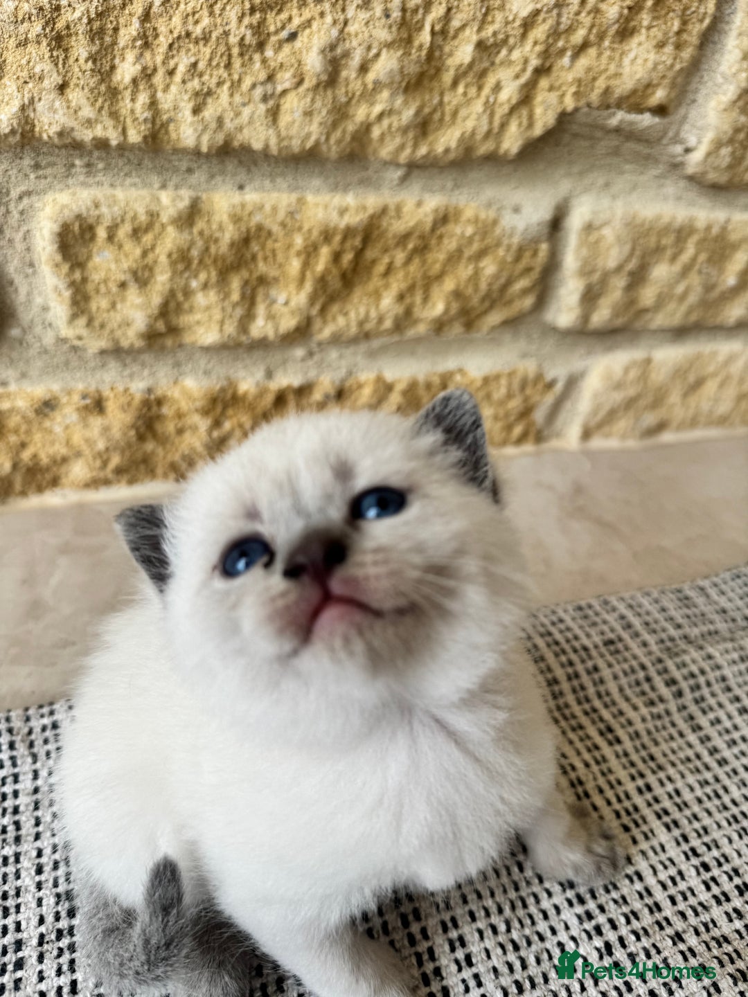 British Shorthair cats for sale: PEDIGREE BRITISH SHORTHAIR KITTENS COLOURPOINT - Image 14