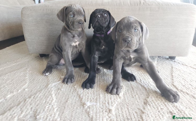 Cane Corso dogs - Advert 1