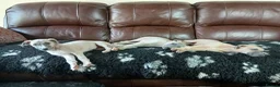 Whippet dogs for sale: High Quality Whippet pups Crufts in Bishop Auckland - Advert 11