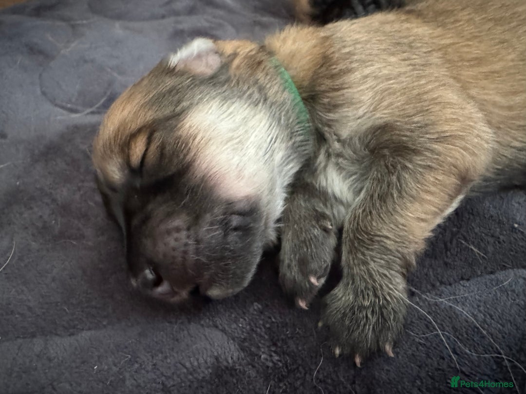 Mixed Breed dogs for sale: Beautiful Inca & handsome Nanuq PUPDATE x2  - Image 10