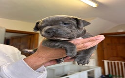 Staffordshire Bull Terrier dogs for sale: Exceptional Champion Pedigree, beautiful blues!! - Image 15
