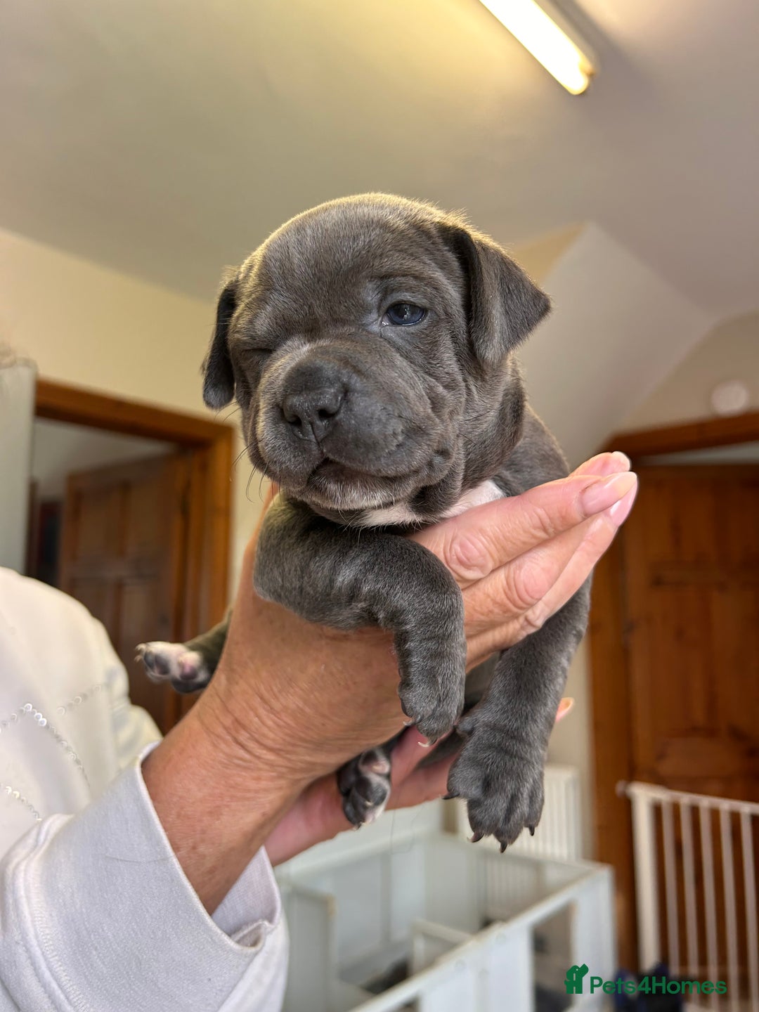 Staffordshire Bull Terrier dogs for sale: Exceptional Champion Pedigree, beautiful blues!! - Image 15
