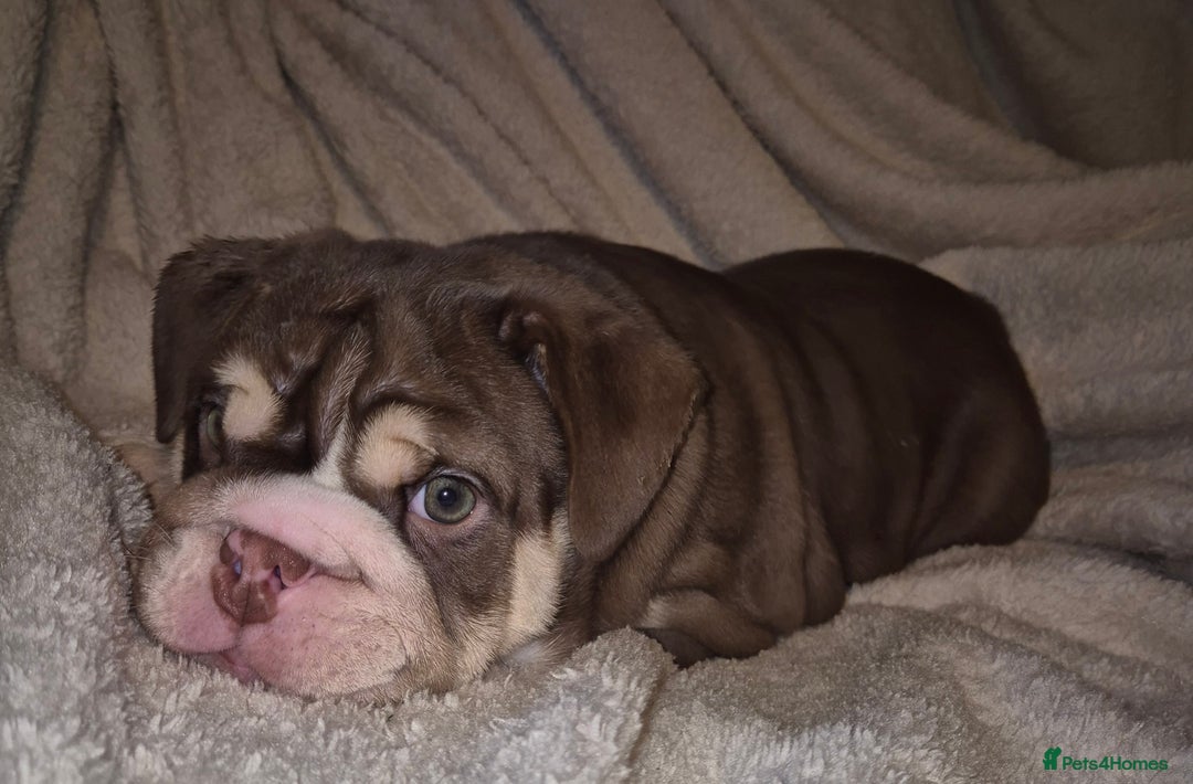 English Bulldog dogs for sale: Reduced **Ready to leave  - Advert 4