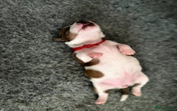 Staffordshire Bull Terrier dogs for sale: KC Staffordshire bull terriers 🧡🧡🏆🩸 REDS  - Image 12