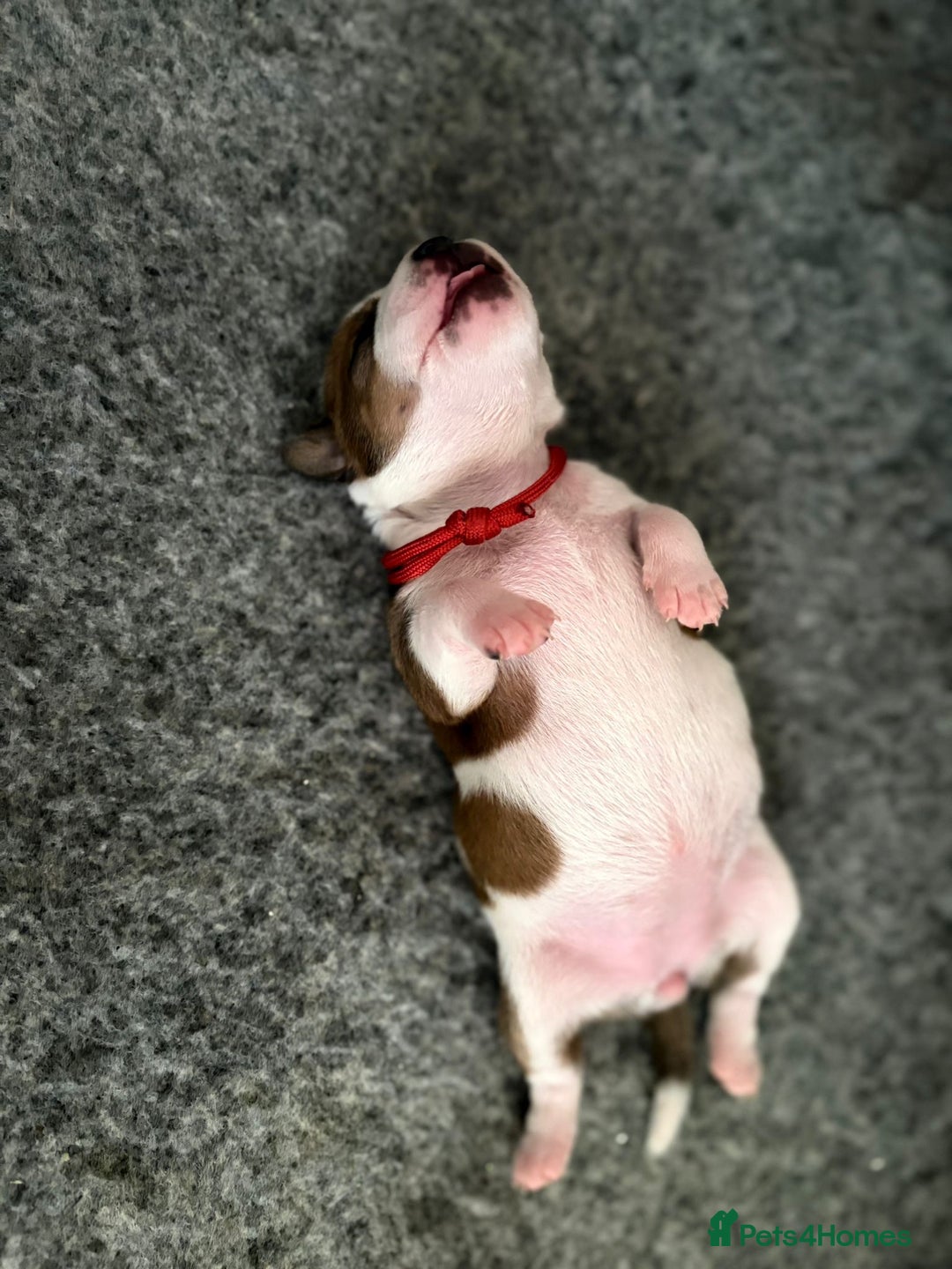 Staffordshire Bull Terrier dogs for sale: KC Staffordshire bull terriers 🧡🧡🏆🩸 REDS  - Image 12
