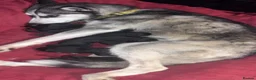 Mixed Breed dogs for sale: 7 huskadors please check prices - Advert 2