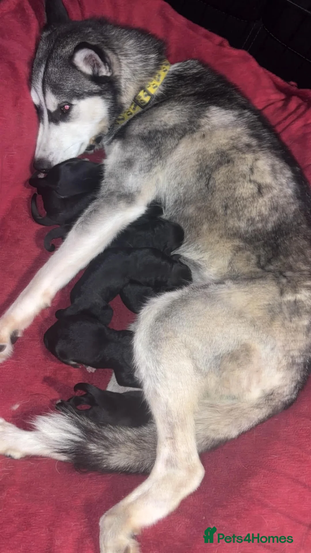 Mixed Breed dogs for sale: 7 huskadors please check prices - Advert 2