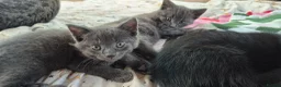 Mixed Breed cats for sale: 2 Beautiful Kittens Left  - Advert 9