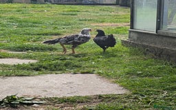 Chickens poultry for sale: Aseel pair for sale  - Image 5