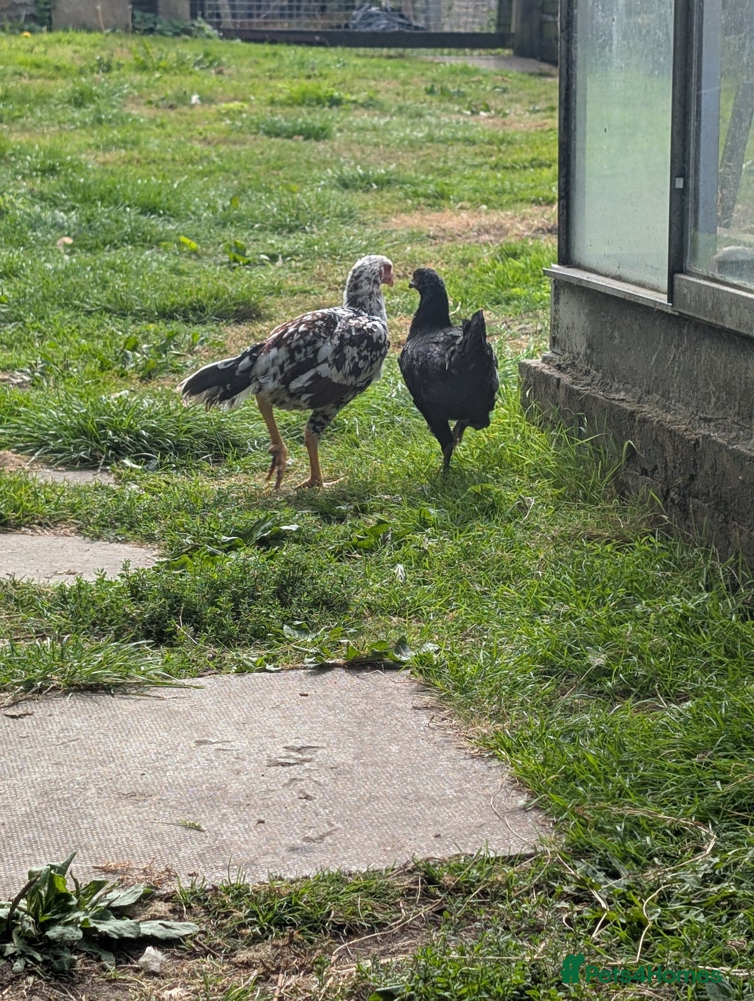 Chickens poultry for sale: Aseel pair for sale  - Image 5