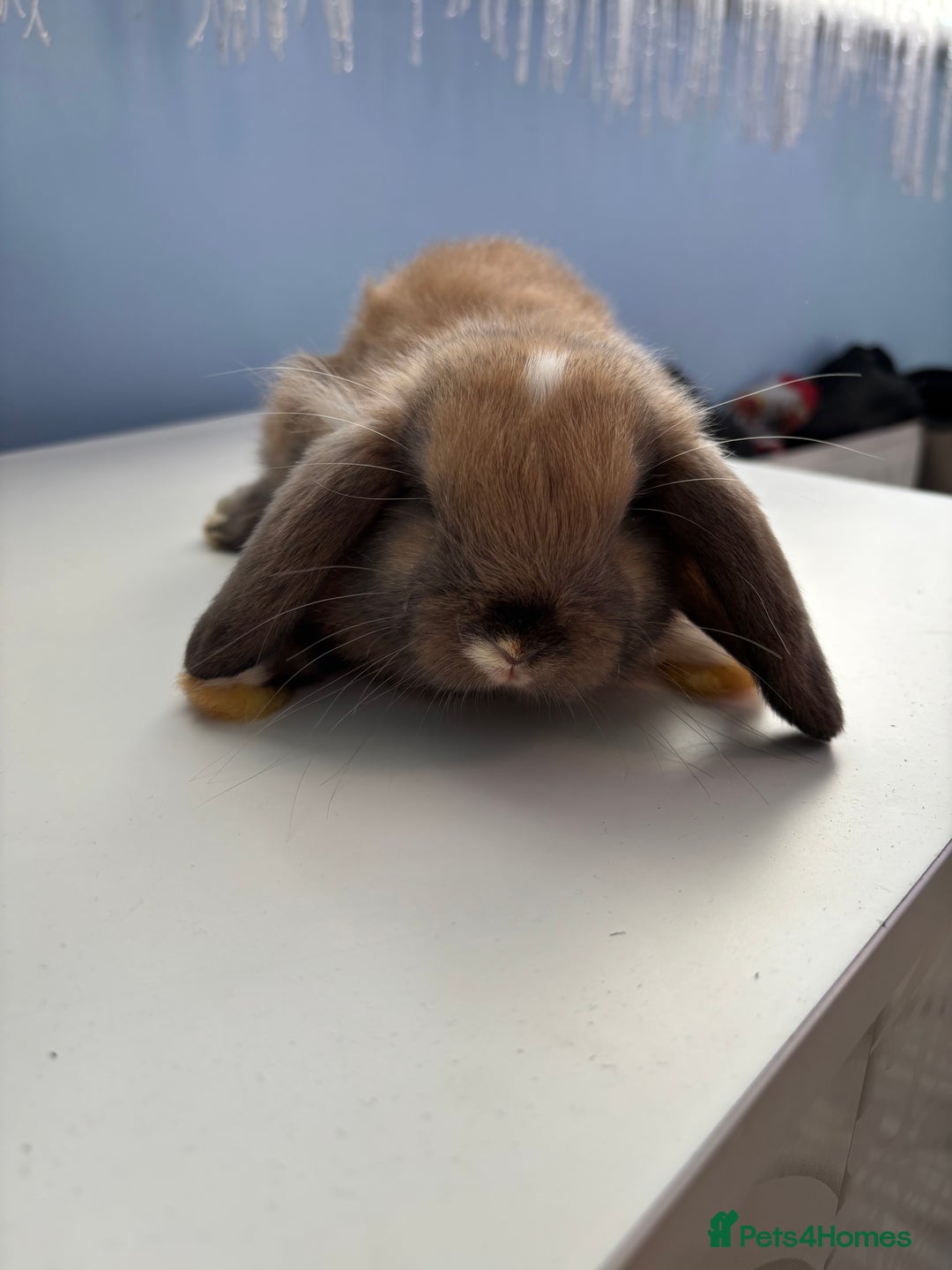 Mini Lop rabbits for sale: 3 pure Mini Lop left  - Image 4