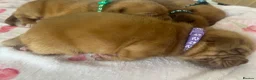 Dogue De Bordeaux dogs for sale: Beautiful chunky Douge de Bordeaux pups - Advert 14