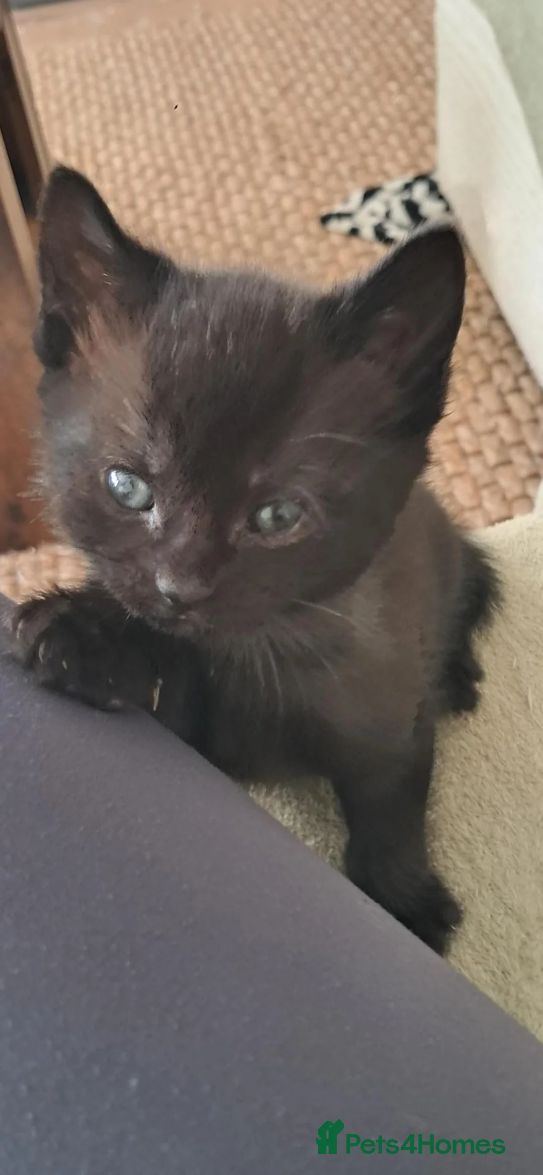 Mixed Breed cats for sale: 5 beautiful kittens in Great Yarmouth - Advert 2