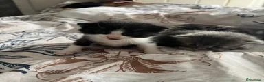 Domestic Shorthair 2
