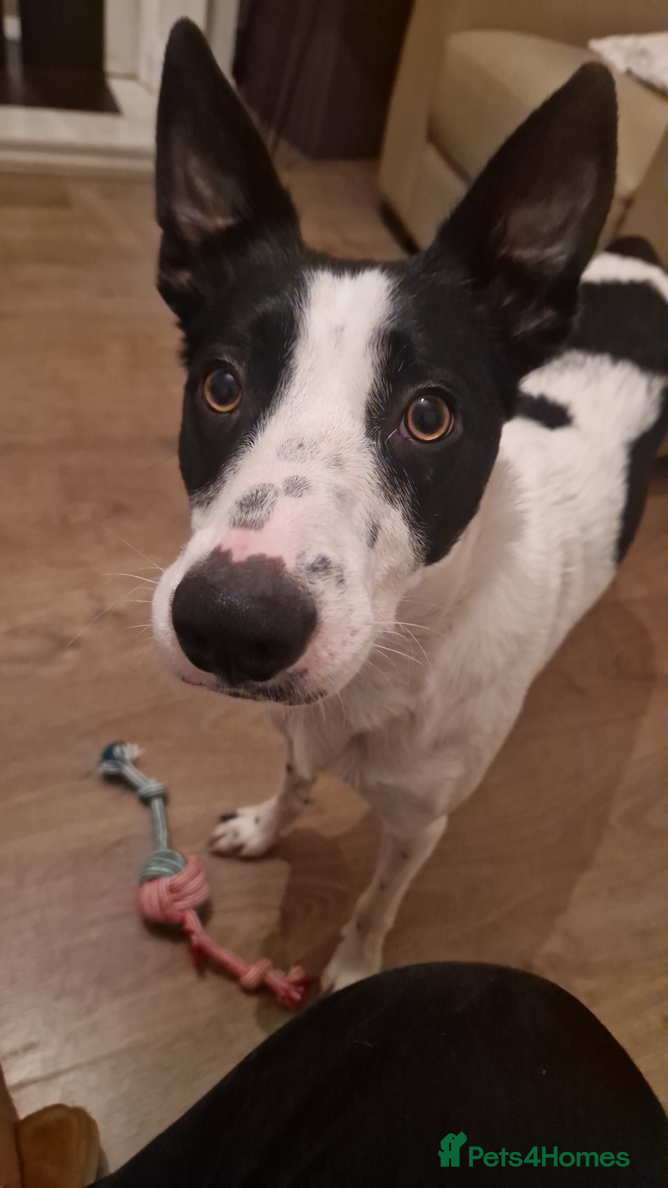 Border Collie dogs Luna aka Looney! - Advert 10