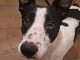 Border Collie dogs Luna aka Looney! - Advert 5