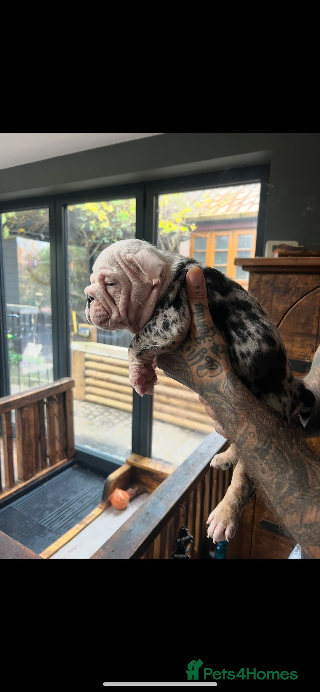 English Bulldog dogs for sale: English bulldog - Advert 1