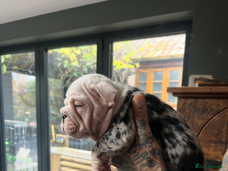 English Bulldog dogs English bulldog - Advert 1