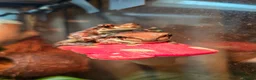 Frog reptiles for sale: Complete Amazon Milk Tree Frog Setup with 2x frogs in Cannock - Advert 3