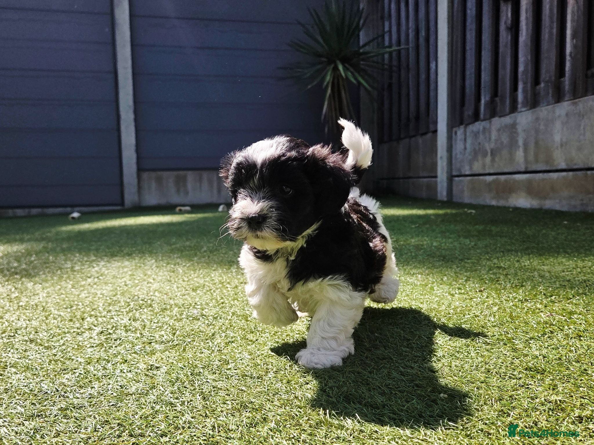 Lhasapoo dogs 1 Boy Lhasapoo Puppy. READY NOW! - Advert 2