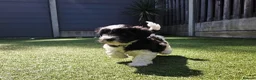 Lhasapoo dogs for sale: Stunning Lhasapoo Puppies. READY NOW! - Advert 23