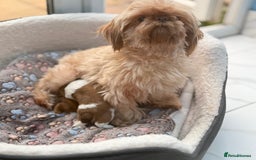 Shih Tzu dogs for sale: Doll face shih tzu tri colour puppy’s  - Image 19
