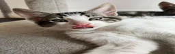 Mixed Breed cats for sale: Kittens, 11 weeks, Ready to Go! - Advert 5