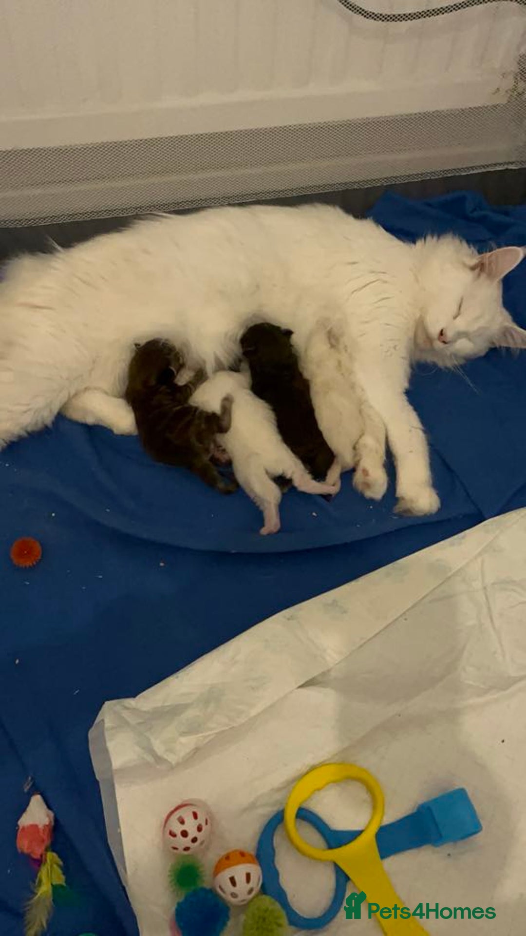 Maine Coon cats for sale: 😻😻beautiful Maine coone 👑👑😻♥️♥️ - Image 9
