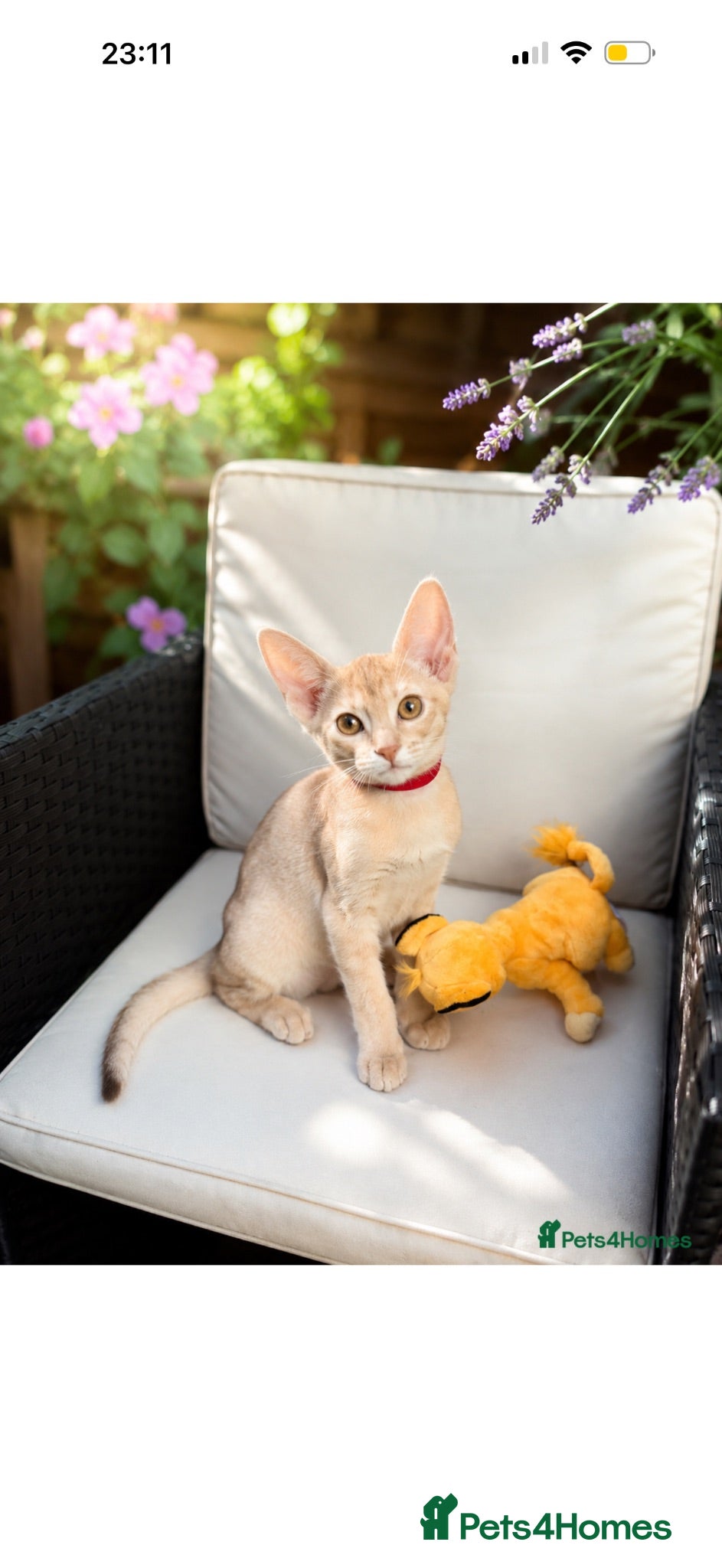 Abyssinian cats     Fu (福) 🏆✨ CHAMPION Silver Cinnamon Abyssinian - Advert 7