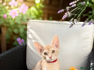 Abyssinian cats Fu (福) 🏆✨ CHAMPION Silver Cinnamon Abyssinian - Advert 7