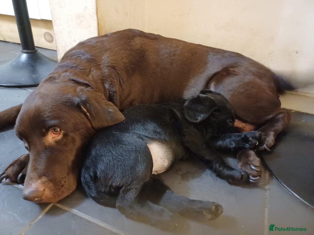 Labrador Retriever dogs for sale: PUPPIES 🐶 🐾  - Advert 13