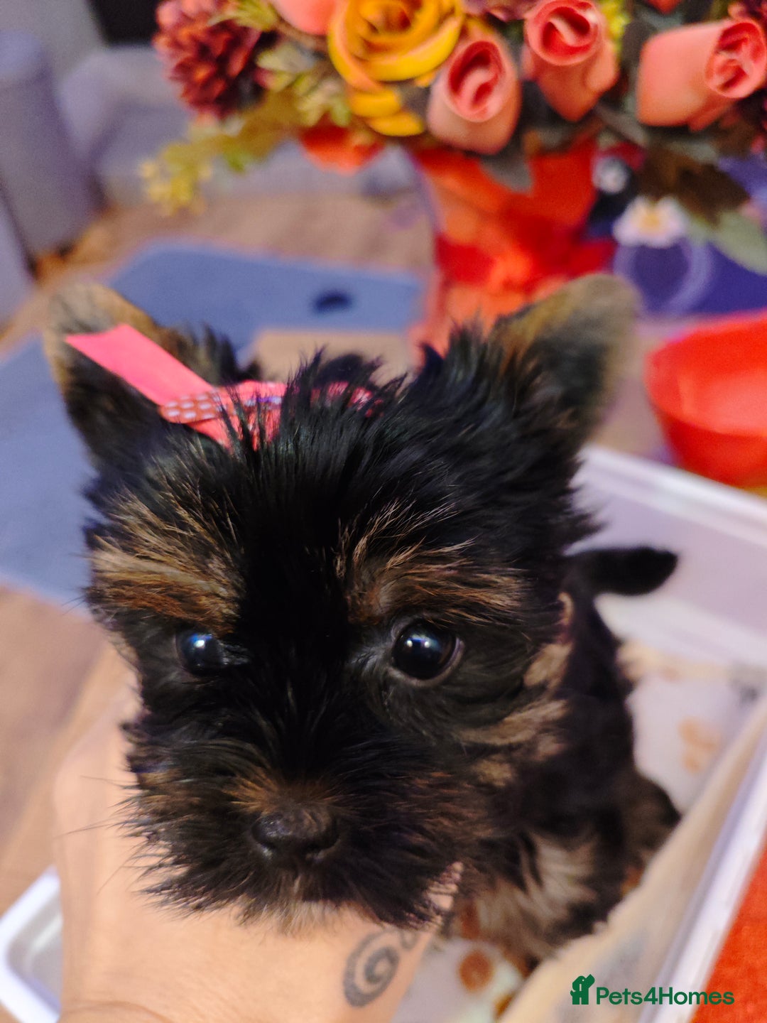 Yorkshire Terrier dogs for sale: beautiful, sociable Yorkshire Terrier female dog  - Advert 10