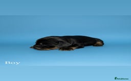 Cocker Spaniel dogs for sale: 🤎Show cocker spaniels🤎 - Image 10