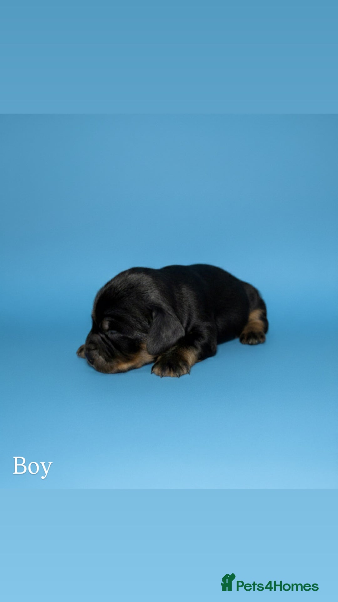 Cocker Spaniel dogs for sale: 🤎Show cocker spaniels🤎 - Image 10