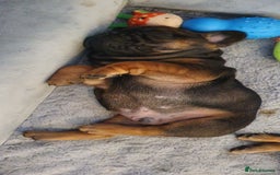 French Bulldog dogs for sale: 1 beautiful Chilled Male French Bulldog - Image 1
