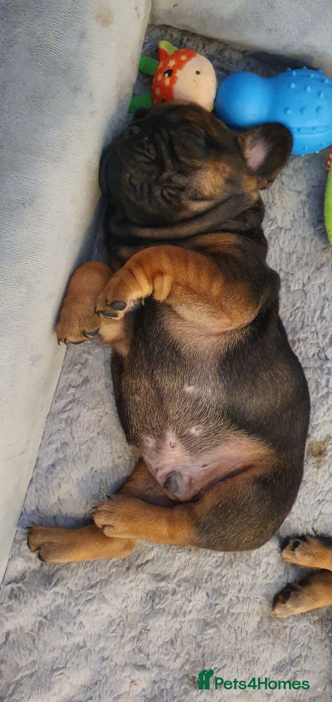 French Bulldog dogs for sale: 1 beautiful Chilled Male French Bulldog - Image 1