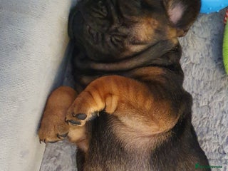 French Bulldog dogs - Advert 32