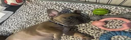 French Bulldog dogs for sale: READY TO HOME KC FRENCH BULLDOG PUPPIES - Advert 12