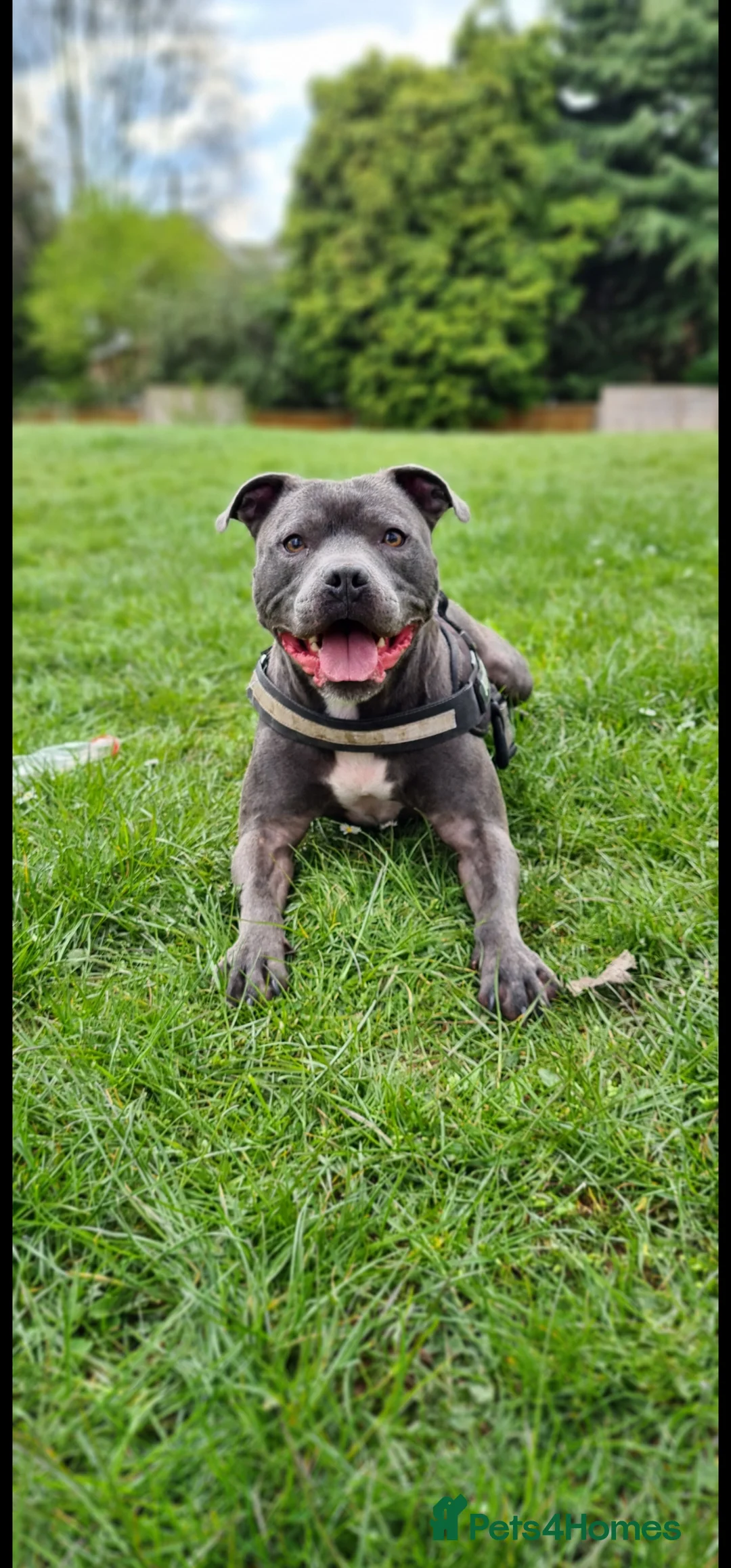 Staffordshire Bull Terrier dogs for sale: KC Registered Blue Staffordshire Bull Terrier - Advert 1
