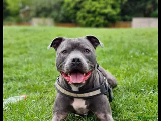 Staffordshire Bull Terrier dogs KC Registered Blue Staffordshire Bull Terrier - Advert 11